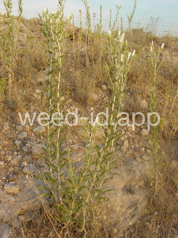mentzelia, naked